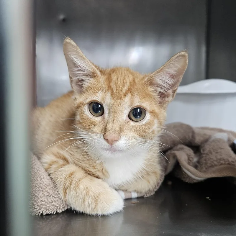 A baby small-sized male Orange / Red Domestic Short Hair cat named Moses for adoption in Ridgely, MD