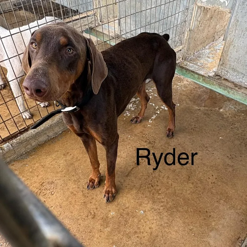 Ryder thumbnail 4
