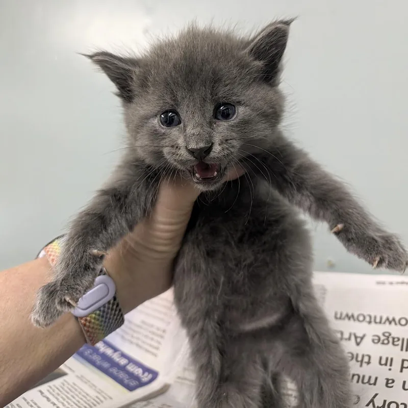 A baby small-sized female Gray / Blue / Silver Domestic Long Hair cat named Star for adoption in Columbia, MO