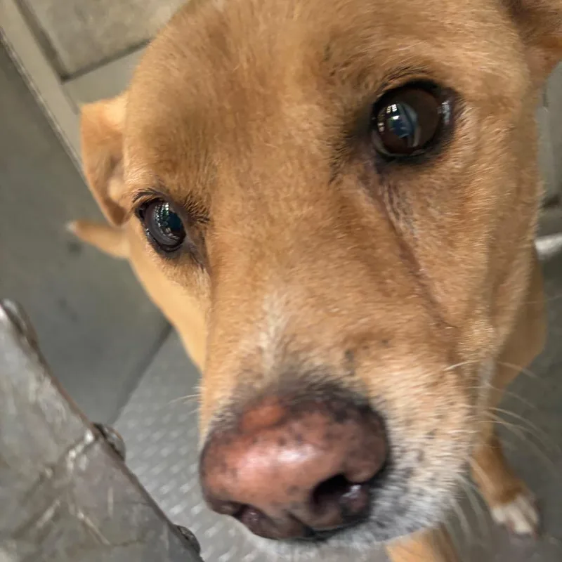 A senior medium-sized male Yellow / Tan / Blond / Fawn Terrier dog named Rex for adoption in Greensboro, NC