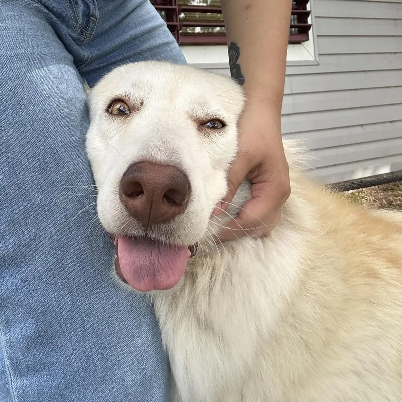 An adult large-sized female White / Cream Husky dog named Akira for adoption in Liverpool, TX