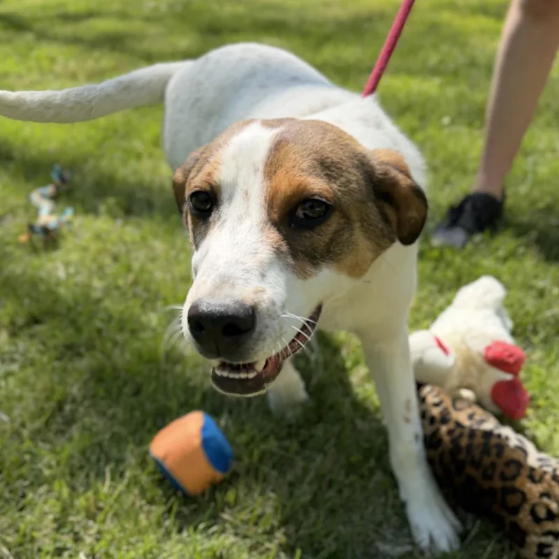 A baby small-sized male Australian Shepherd dog named Tigger for adoption in Locust Fork, AL