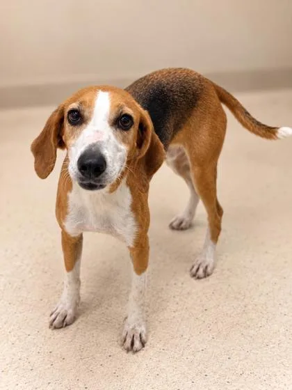 An adult medium-sized female Hound dog named Devanna for adoption in Gulfport, MS