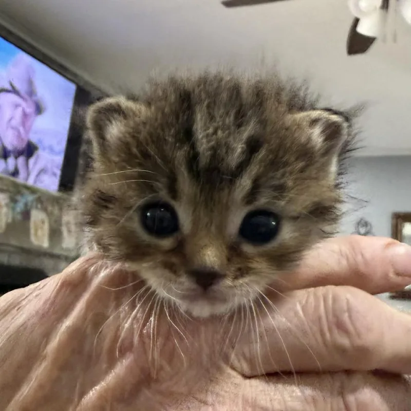 A baby small-sized female Brown / Chocolate Domestic Short Hair cat named Ursula for adoption in Bentonville, AR