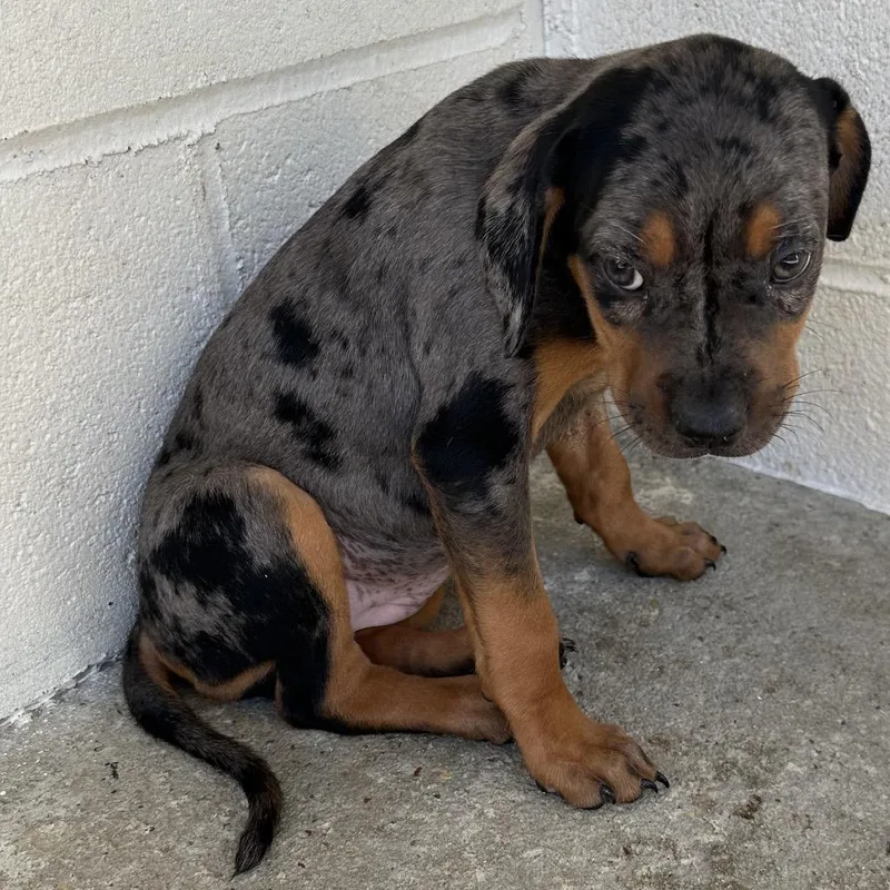 A baby medium-sized male Catahoula Leopard Dog dog named Wilder for adoption in LOXAHATCHEE, FL