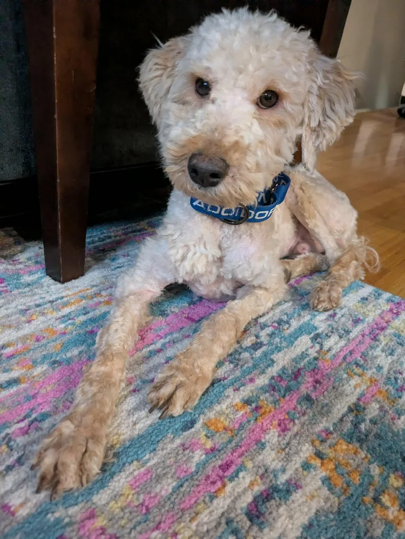 Gus