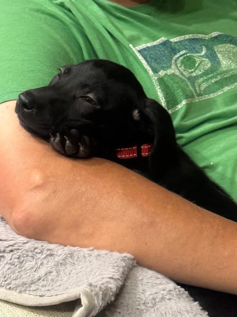 A baby medium-sized female Black Labrador Retriever dog named June for adoption in Amity, OR