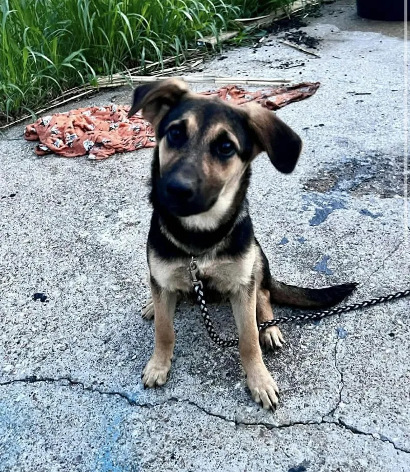 A baby medium-sized female Black German Shepherd Dog dog named Athena for adoption in Elkhorn, WI