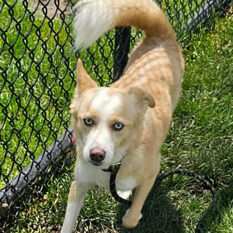 A young medium-sized male Australian Shepherd dog named Prada for adoption in Minooka, IL