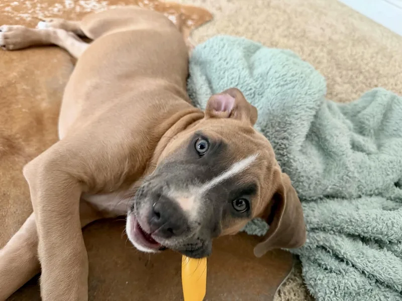 Taco