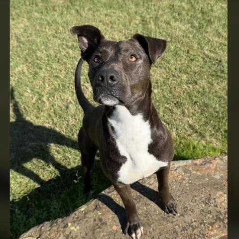 An adult large-sized female Labrador Retriever dog named Cecilia for adoption in Conroe, TX