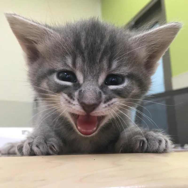An adult medium-sized female Gray / Blue / Silver Domestic Medium Hair cat named Jolteon for adoption in Lynchburg, VA