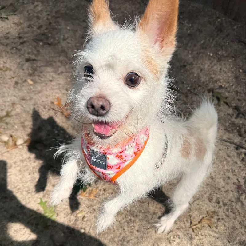 A senior small-sized male Jack Russell Terrier dog named Cosmo for adoption in Brookhaven, NY