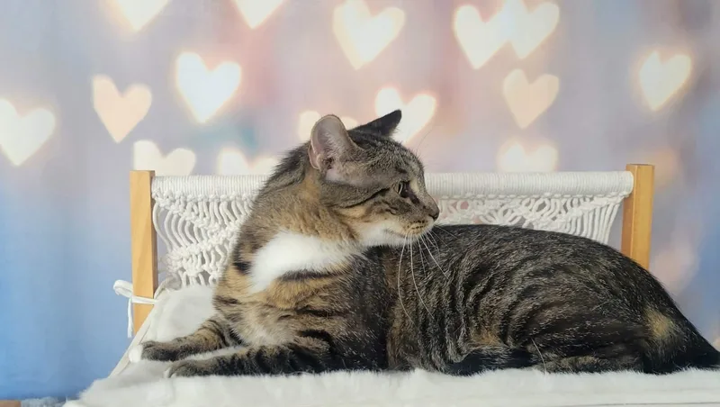 An adult medium-sized female Tabby (Brown / Chocolate) Tabby cat named Kaiju for adoption in Greensburg, PA