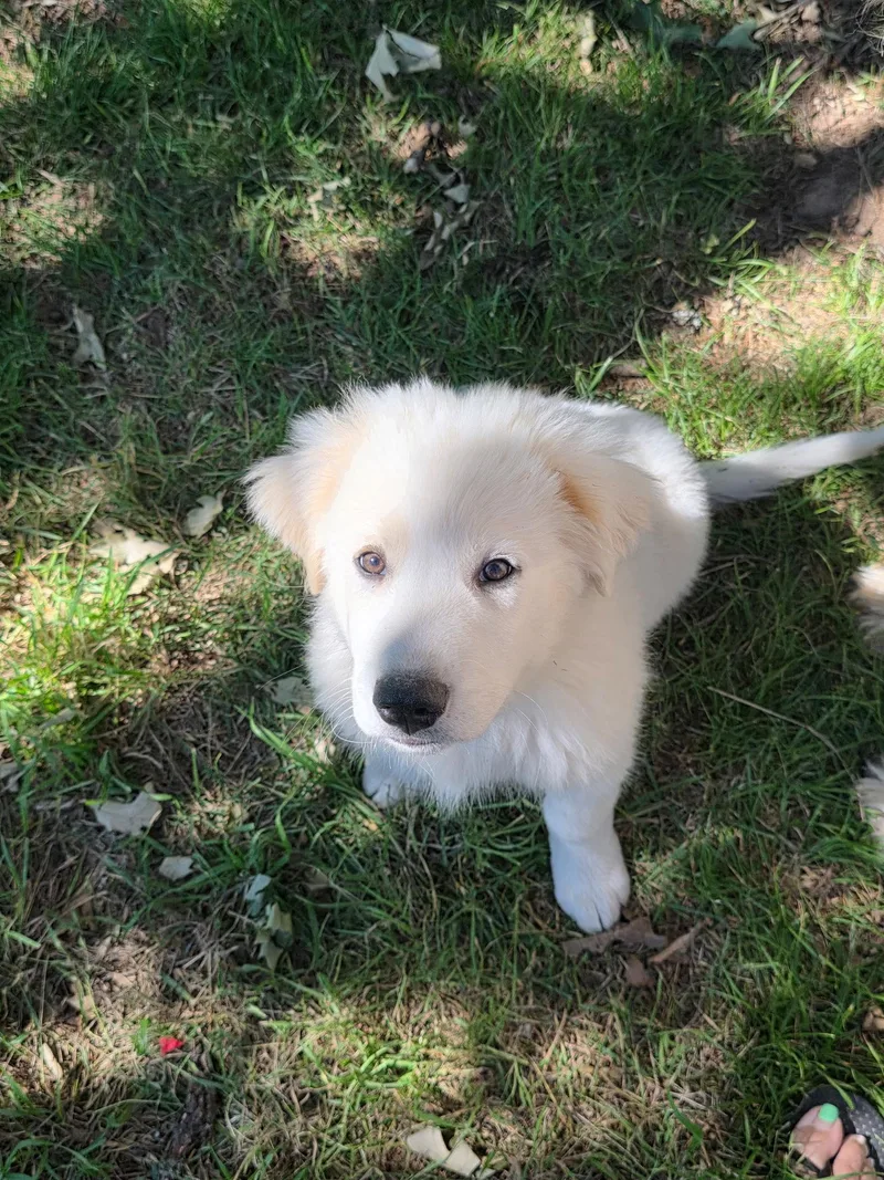 A baby large-sized female Great Pyrenees dog named Fiona for adoption in Garland, TX