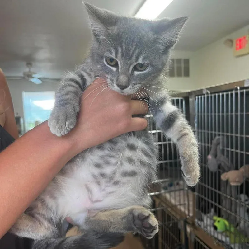A baby medium-sized female Domestic Short Hair cat named BoPeep for adoption in Sunrise Beach, MO