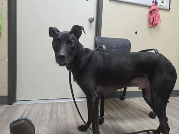An adult large-sized male Terrier dog named Sweet Pea for adoption in Oceanside, CA