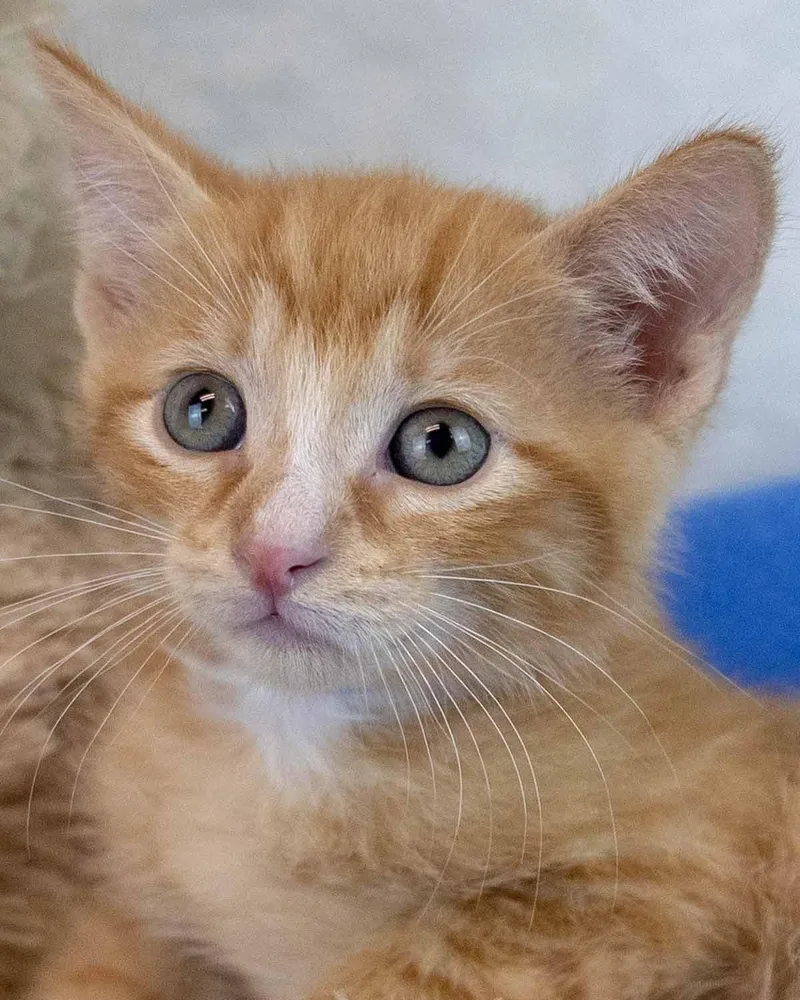 A baby medium-sized male Domestic Short Hair cat named Robin for adoption in Kennesaw, GA