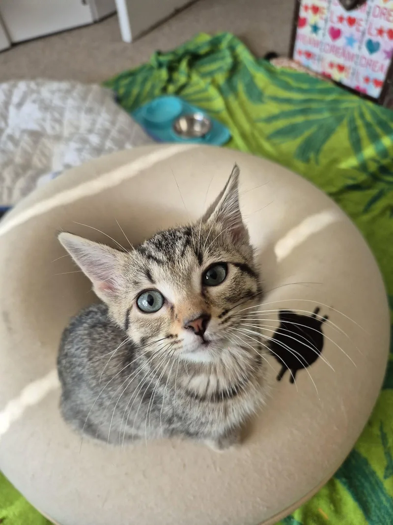 A baby medium-sized female Domestic Short Hair cat named Flannel for adoption in Wheaton, IL