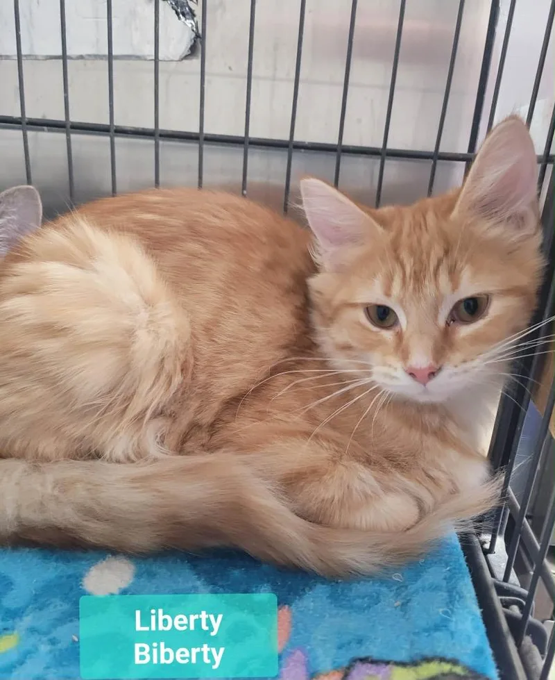 A baby medium-sized female Domestic Medium Hair cat named Liberty Biberty for adoption in Richmond, IN