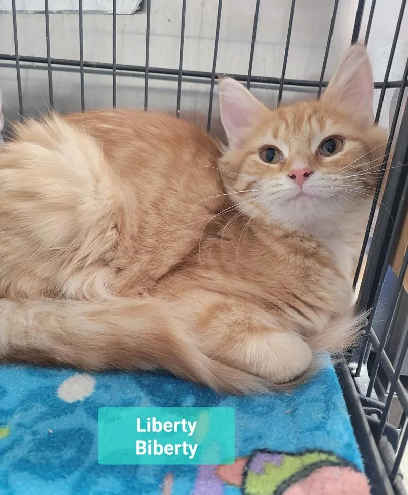 Liberty Biberty thumbnail 2