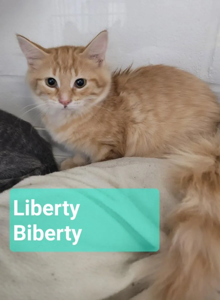 Liberty Biberty thumbnail 3