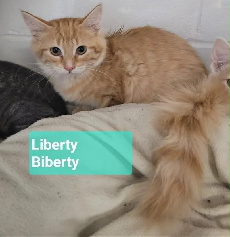 Liberty Biberty thumbnail 4