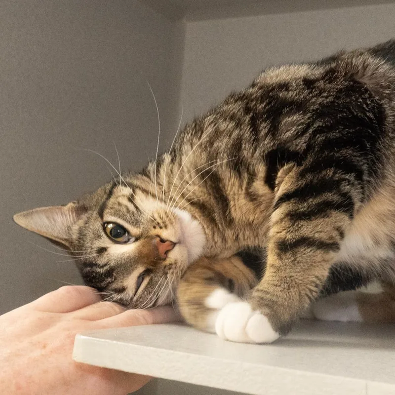 President Fiona thumbnail 3