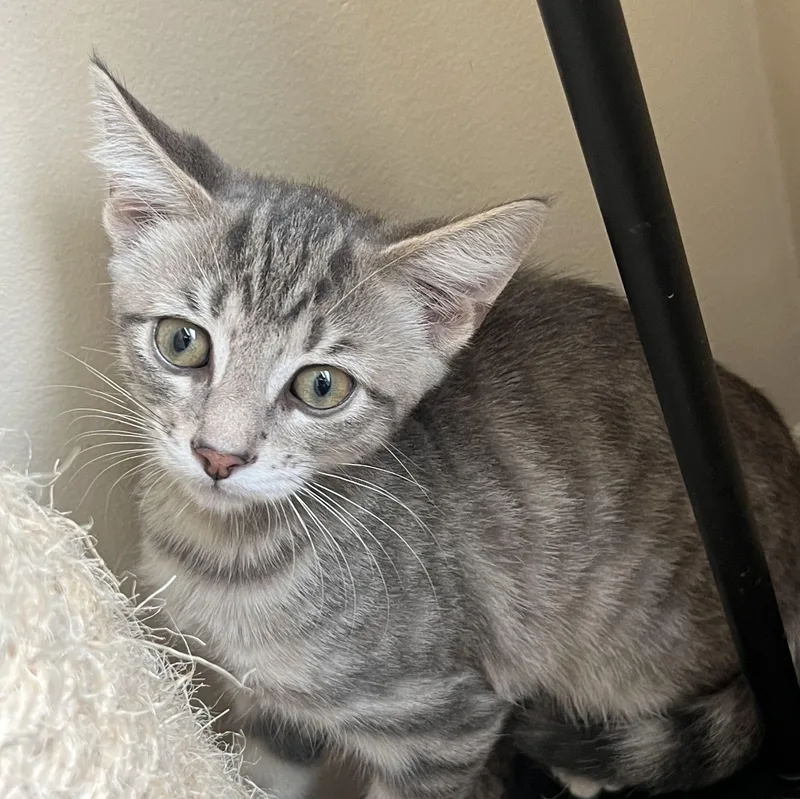 A baby medium-sized male Tabby (Gray / Blue / Silver) Tabby cat named Churro for adoption in Wyandotte, MI