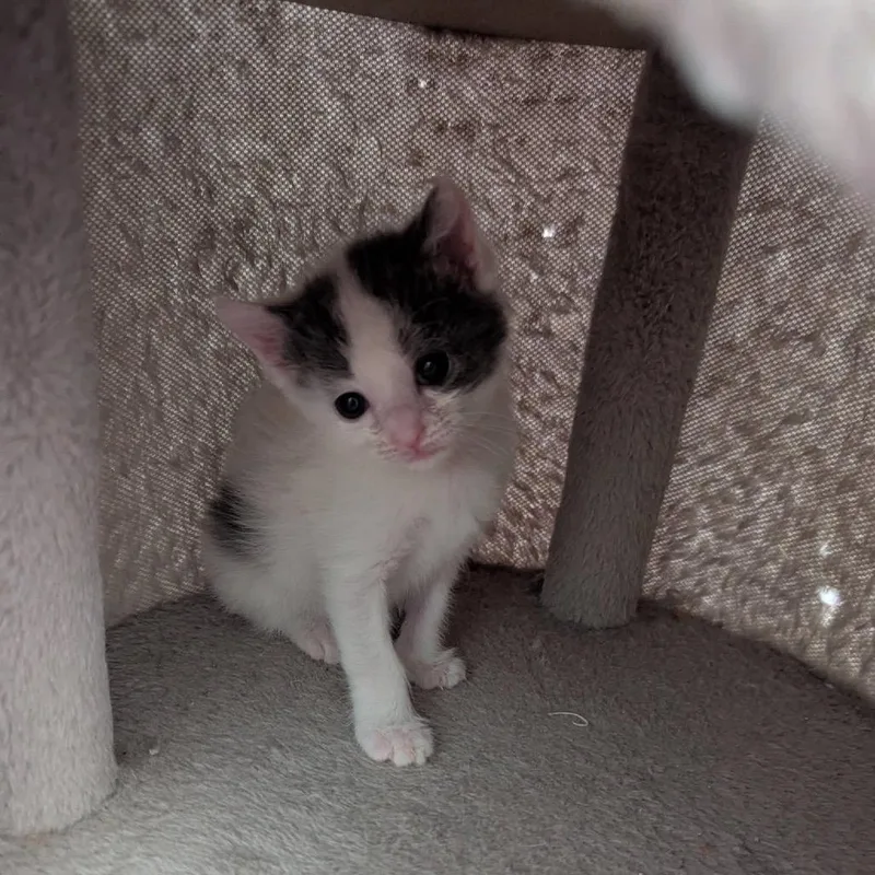 A baby small-sized female White Domestic Short Hair cat named Maxine for adoption in Lake Panasoffkee, FL