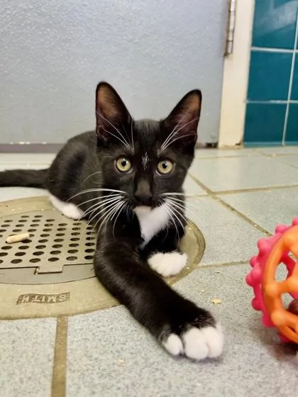 A baby small-sized male Domestic Short Hair cat named Simba for adoption in Honolulu, HI