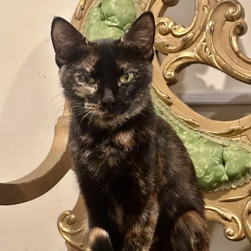 A young small-sized female Tortoiseshell Domestic Short Hair cat named Cinder for adoption in Westport, CT