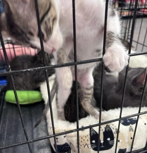 A baby small-sized male Tabby (Leopard / Spotted) Domestic Short Hair cat named Churro for adoption in Knoxville, TN