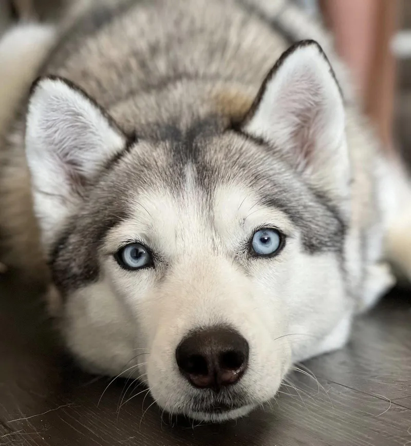 Nika Local thumbnail 3