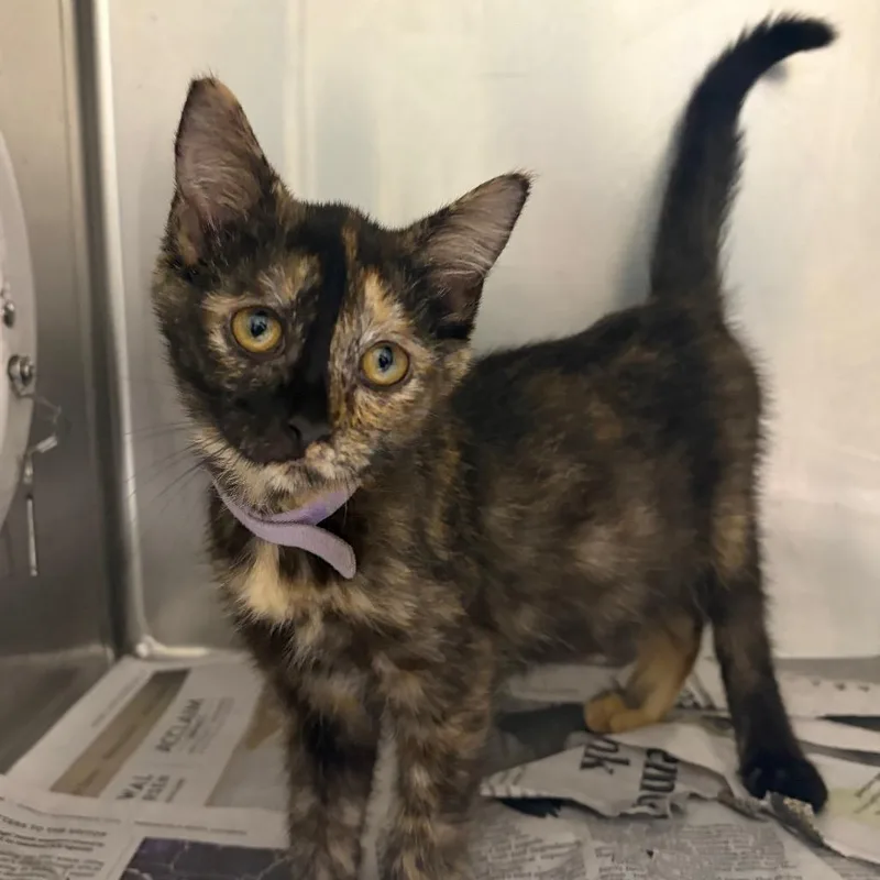 A baby small-sized female Tortoiseshell Domestic Short Hair cat named Cressida for adoption in Milton, FL
