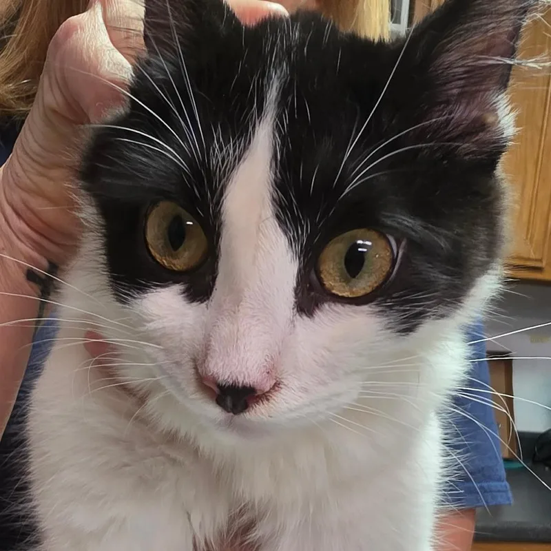 A baby medium-sized male Domestic Medium Hair cat named Casey for adoption in Leander, TX