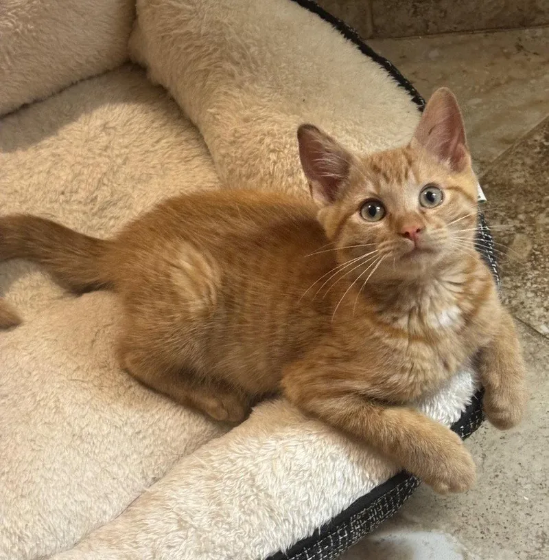 A young medium-sized male Tabby cat named Sonny for adoption in Garner, NC