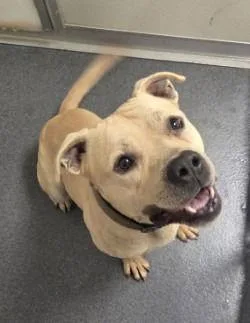 Da  Tanner thumbnail 2