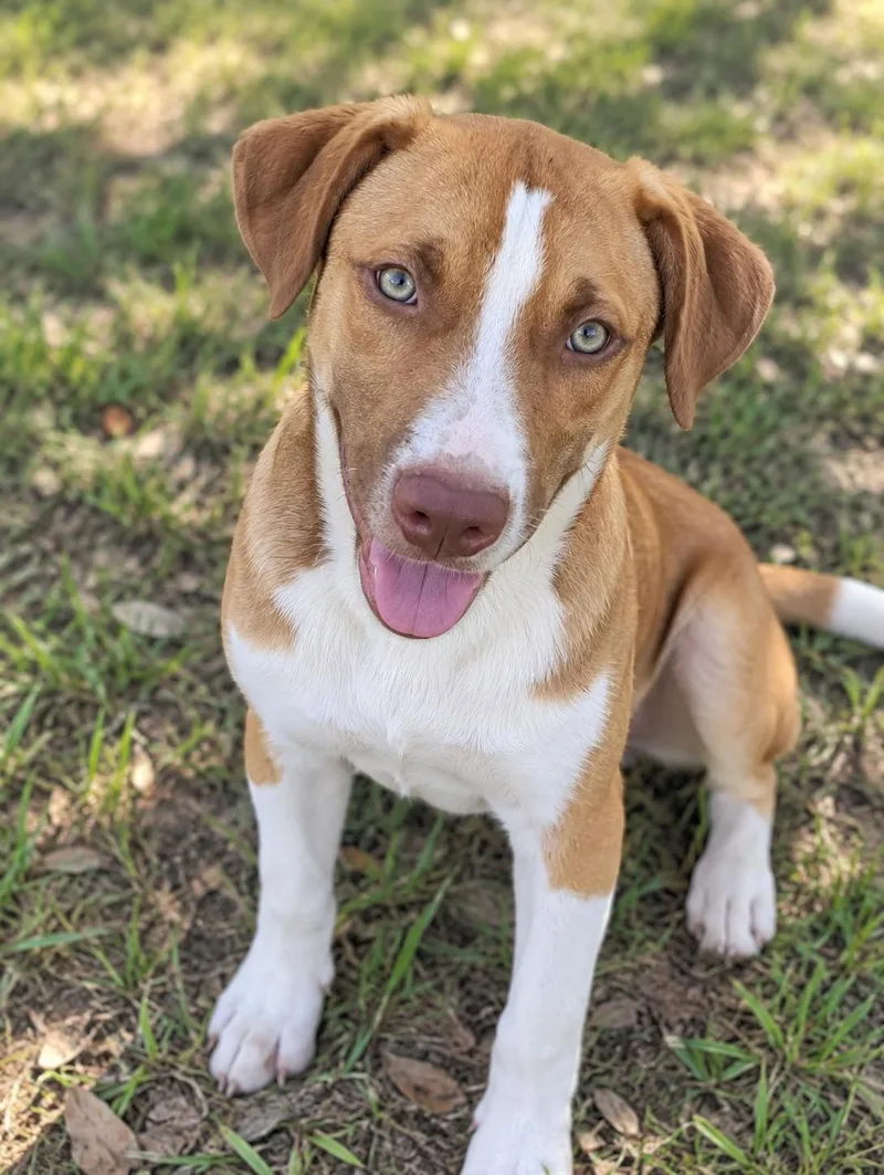 A baby medium-sized male Husky dog named Klaus for adoption in Sumter, SC