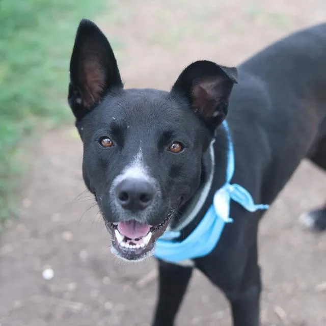 An adult large-sized male Labrador Retriever dog named Johnson for adoption in San Antonio, TX
