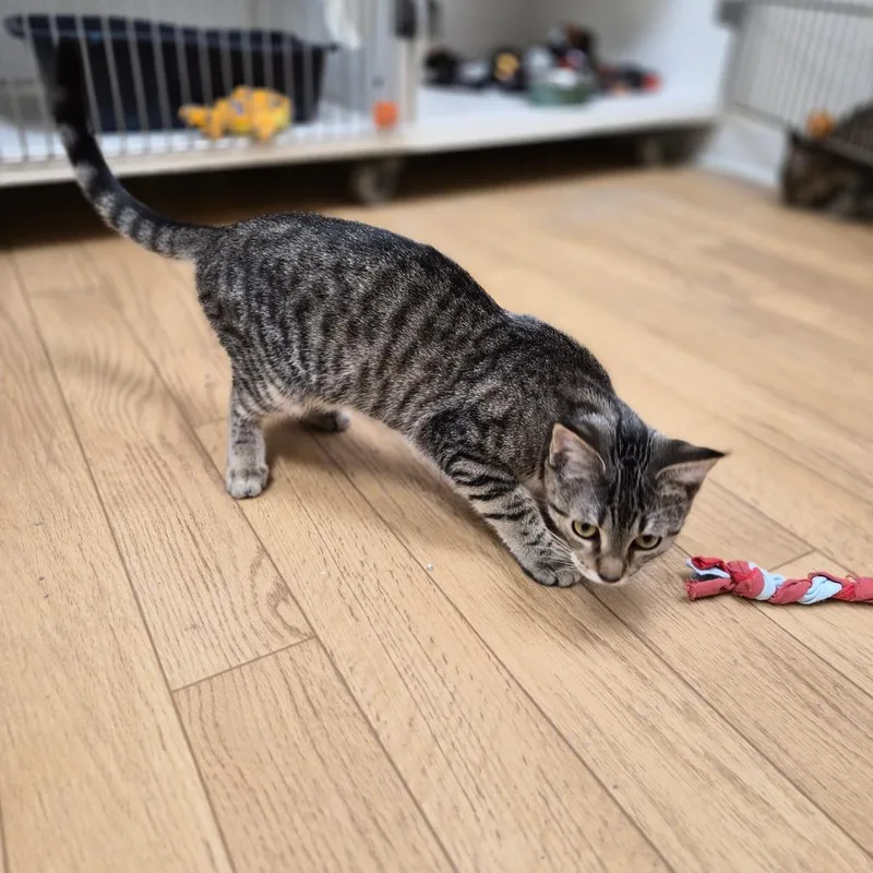 A young small-sized female Brown / Chocolate Domestic Short Hair cat named Pixel for adoption in Woodstock, IL