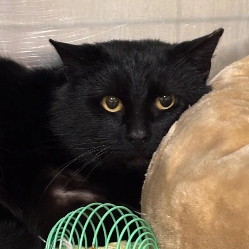 Mordecai C thumbnail 2