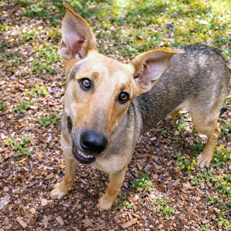 A young large-sized female White / Cream Shepherd dog named Lotti for adoption in Boerne, TX