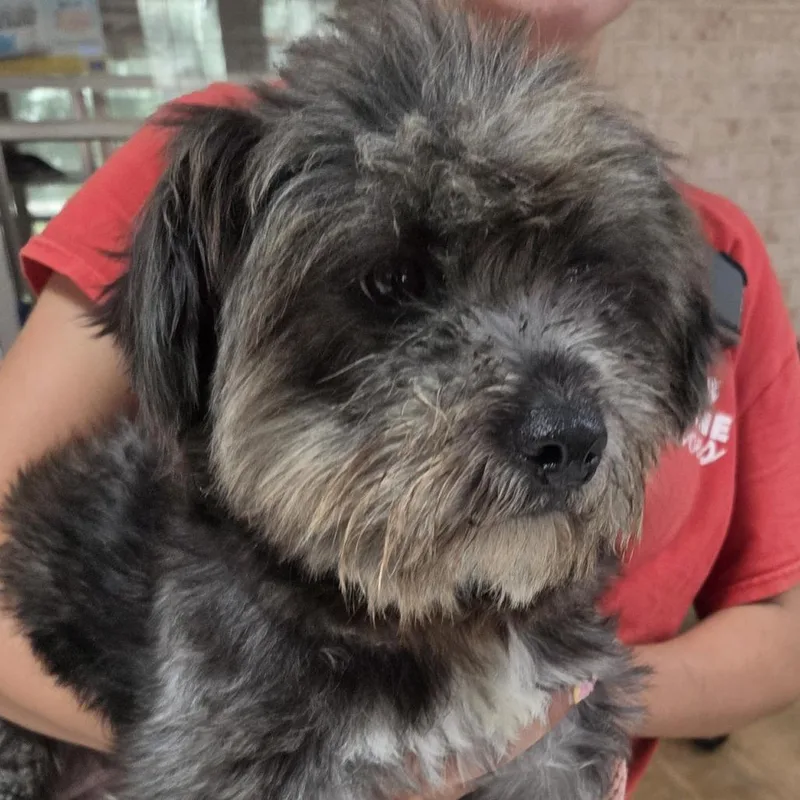 A young small-sized female Gray / Blue / Silver Mixed Breed dog named Ruthie for adoption in Leander, TX
