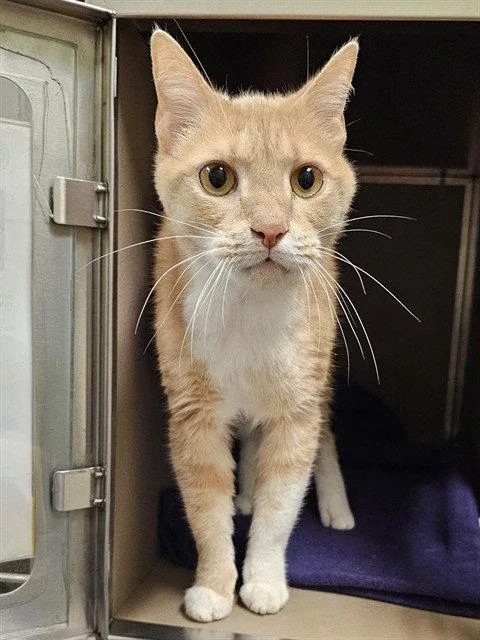 An adult medium-sized male Orange / Red Domestic Short Hair cat named Tigger for adoption in Clyde, NC