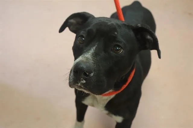 An adult medium-sized female Mixed Breed dog named Snickers for adoption in Columbia, SC