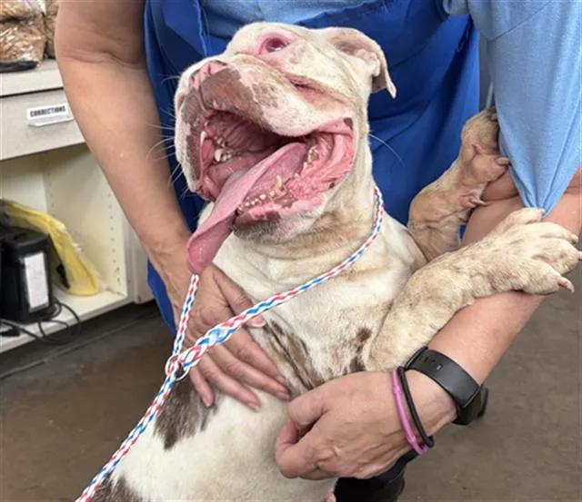 An adult medium-sized female Mixed Breed dog named Betty for adoption in Dallas, TX