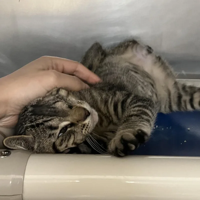 A baby small-sized male Brown / Chocolate Domestic Short Hair cat named Easter for adoption in York, PA