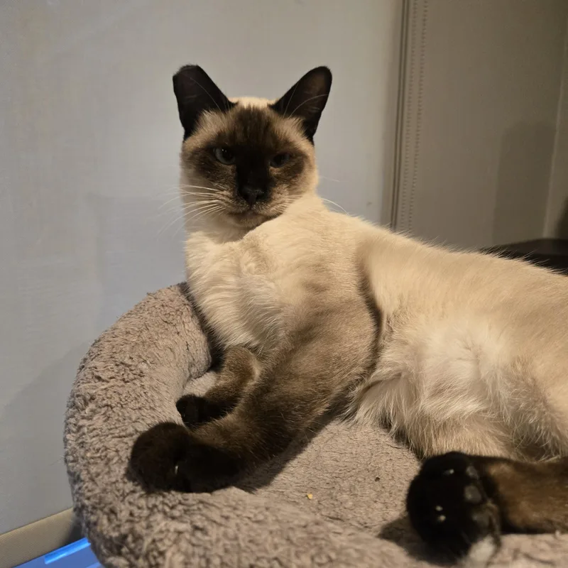 A young medium-sized male Seal Point Siamese cat named Nico for adoption in Woodland Hills, CA