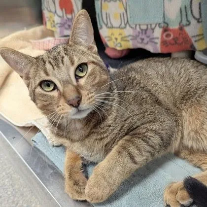 A young medium-sized male Brown / Chocolate Domestic Short Hair cat named Oak for adoption in Downers Grove, IL